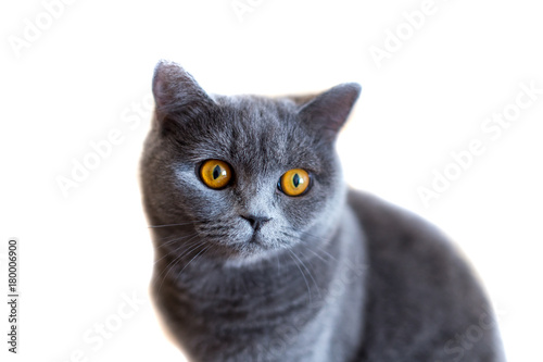 Fototapeta Naklejka Na Ścianę i Meble -  cat british isolated on white background