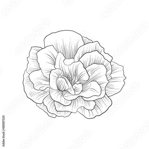 vector drawing flower