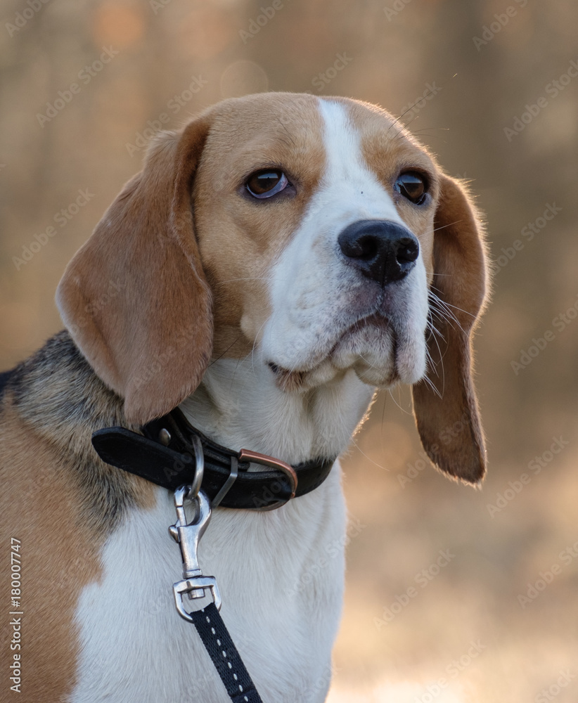 Beagle dogs, portrait