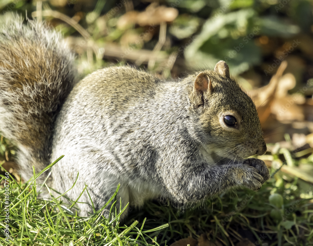 Fototapeta premium Grey squirrel feeding in the UK