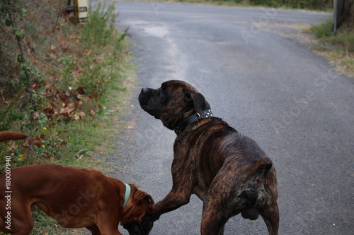 chiens molosses : boxer et cane corso photo