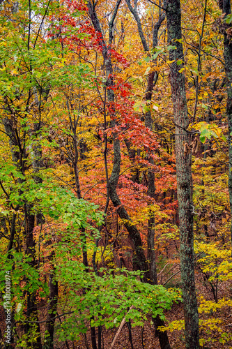 Big Canoe Atlanta Forrest Mountain © Giselle