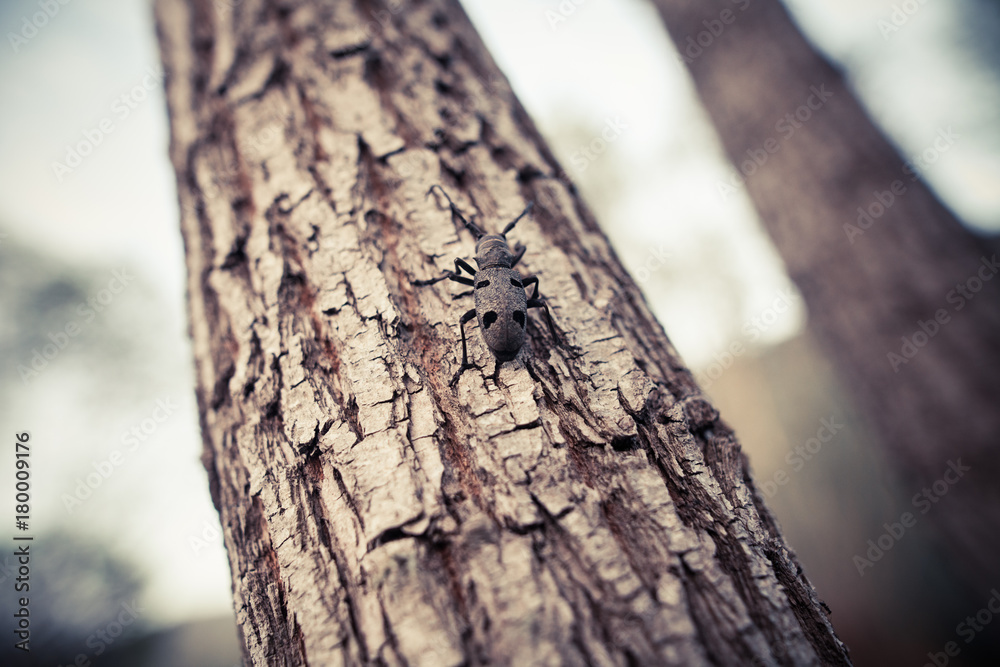 Weaver beetle on a tree