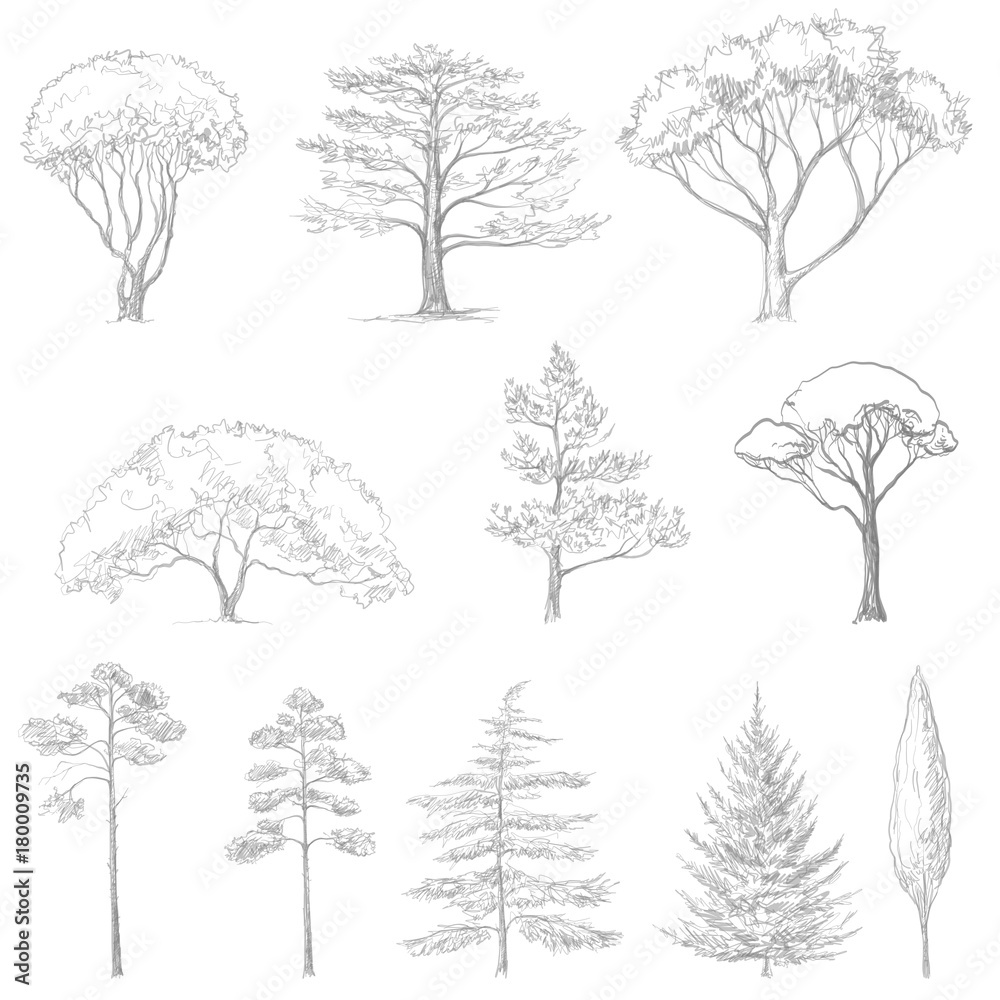 vector sketch of trees Stock Vector Adobe Stock