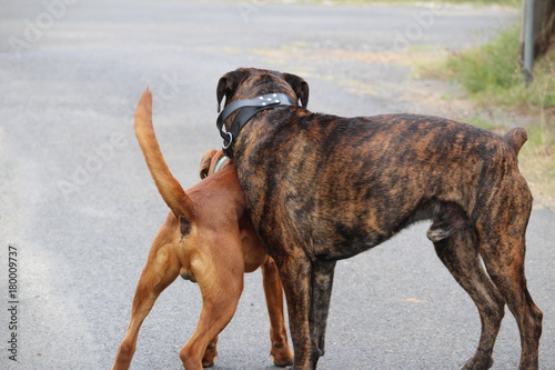 molosses : boxer et cane corso photo