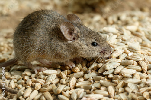 Closeup small  vole mouse lurking on pile of grain of rye in warehouse. Concept of fight with rodents.