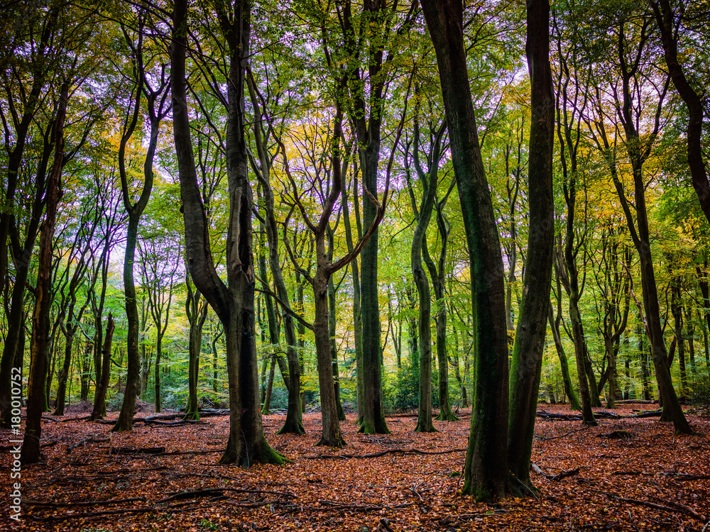 Speulderbos Speulderbos