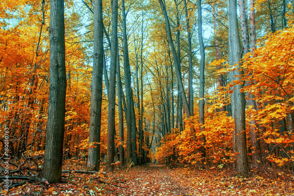 Fototapeta premium autumn trees in the forest