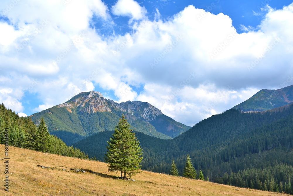 Obraz premium Chocholowska valley in Tatra mountain, Poland