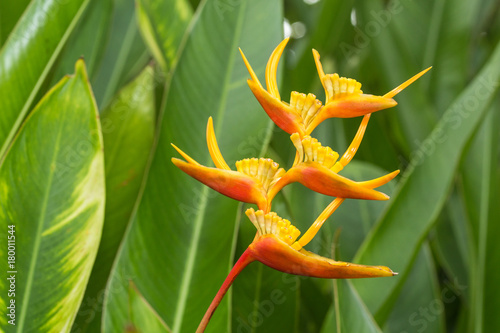 Heliconia, Lobster-claws