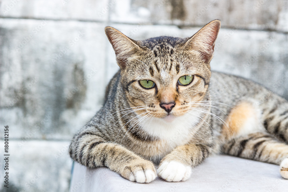 Obraz premium The relaxing cat