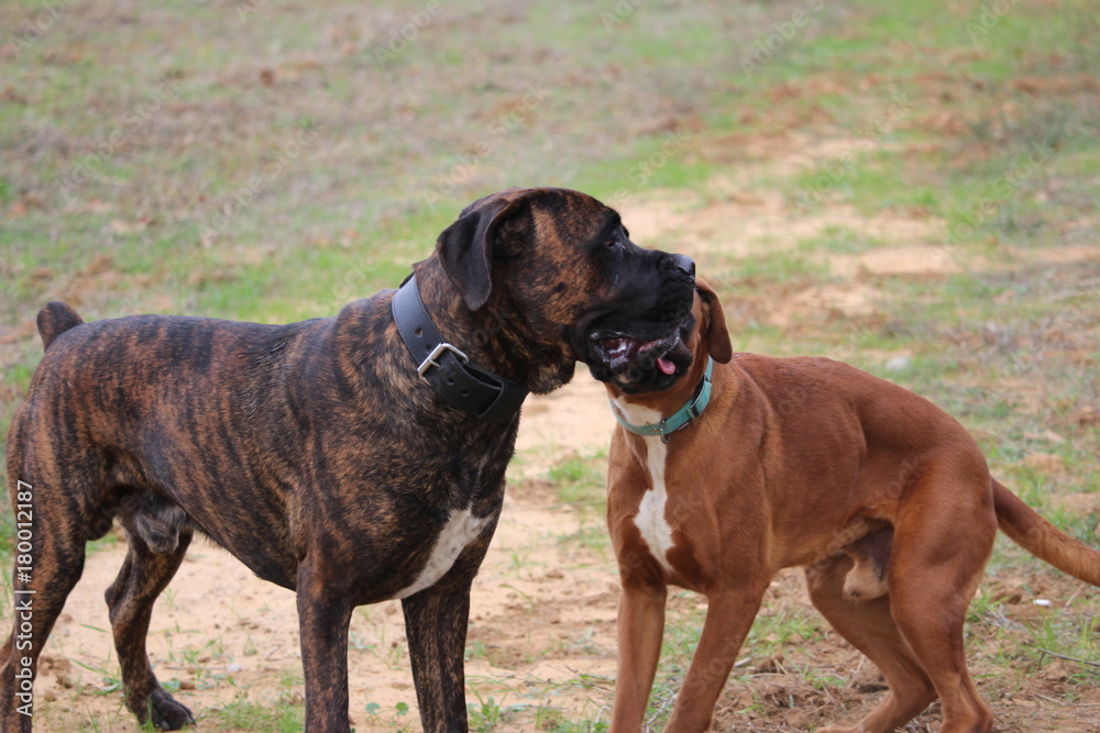 chiens boxer et cane corso