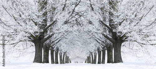 Winter Park Alley, Landscape of Trees in White Snow