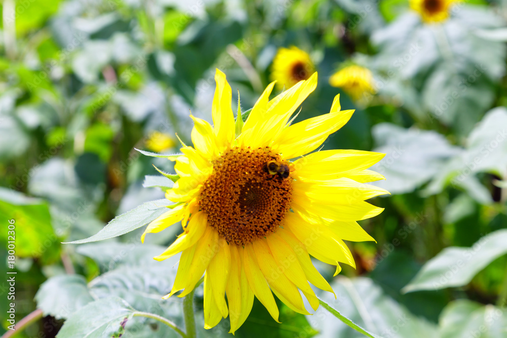 Bright Sunflower with Bee Bright Sunflower with Bee