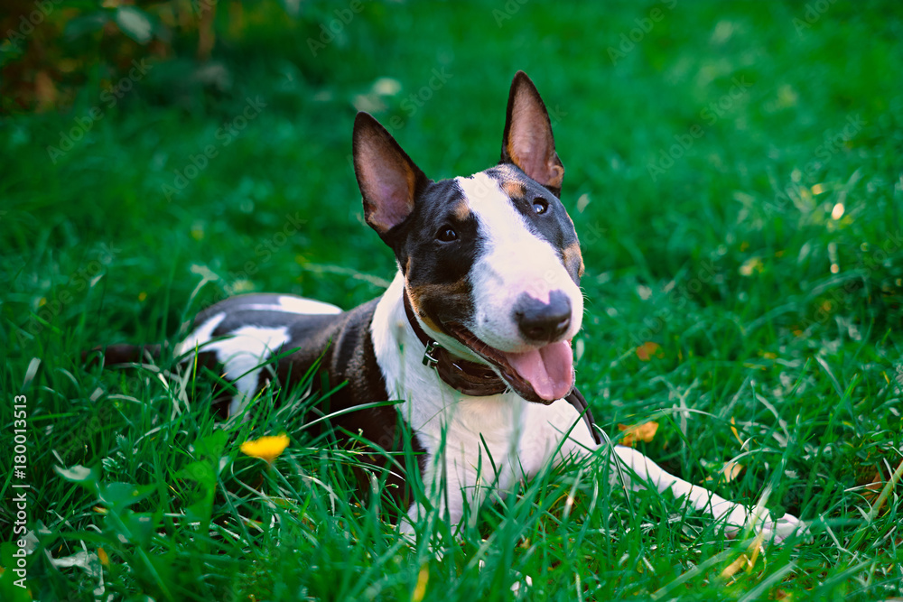 Smiling bullterrier puppy dog portrait on a green grass on a sunny day. Smiling bullterrier puppy dog portrait on a green grass on a sunny day.