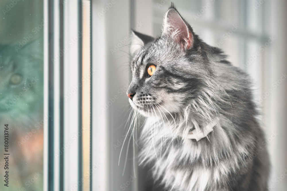 Φωτογραφία Vintage style photo from a beautiful Maine Coon Cat, with fine film grain effect