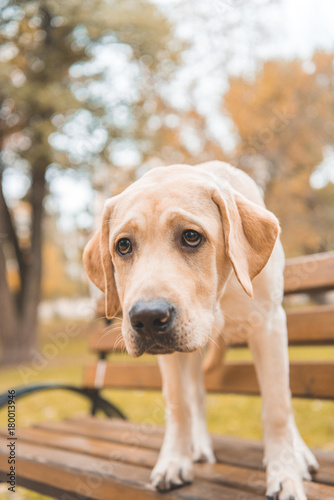 labrador dog on bench