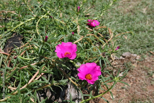 Brazilian Flowers photo