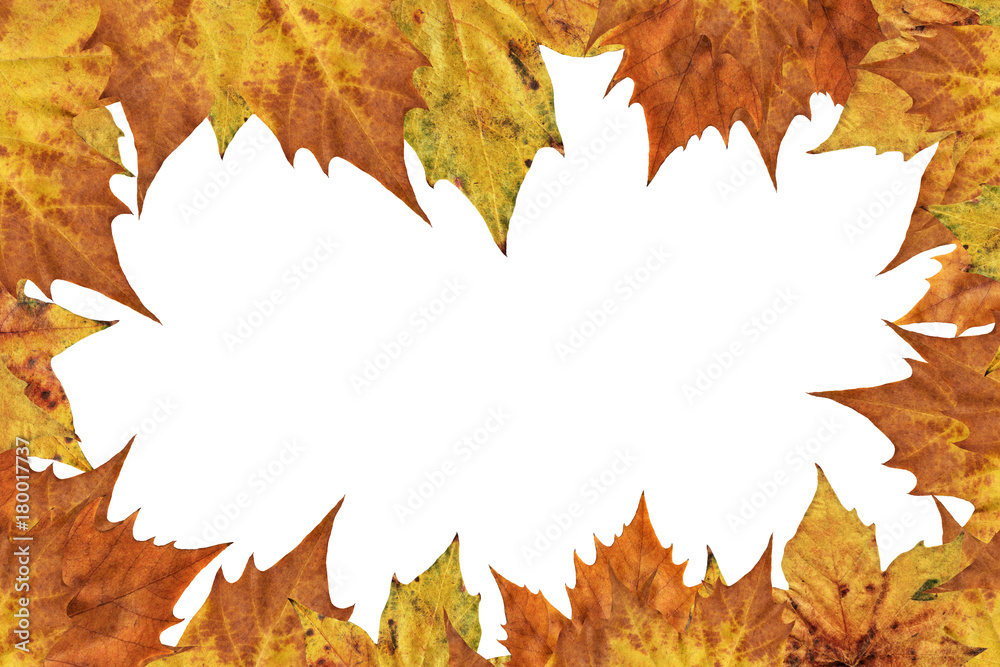 Dry Maple Leaves Border Backdrop Isolated On White Background Dry Maple Leaves Border Backdrop Isolated On White Background