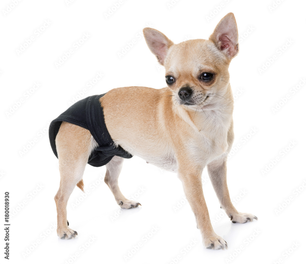 young chihuahua in studio young chihuahua in studio