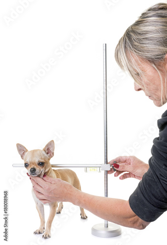 measuring rod for dog photo