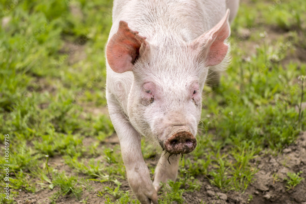 Pig in pen at farm