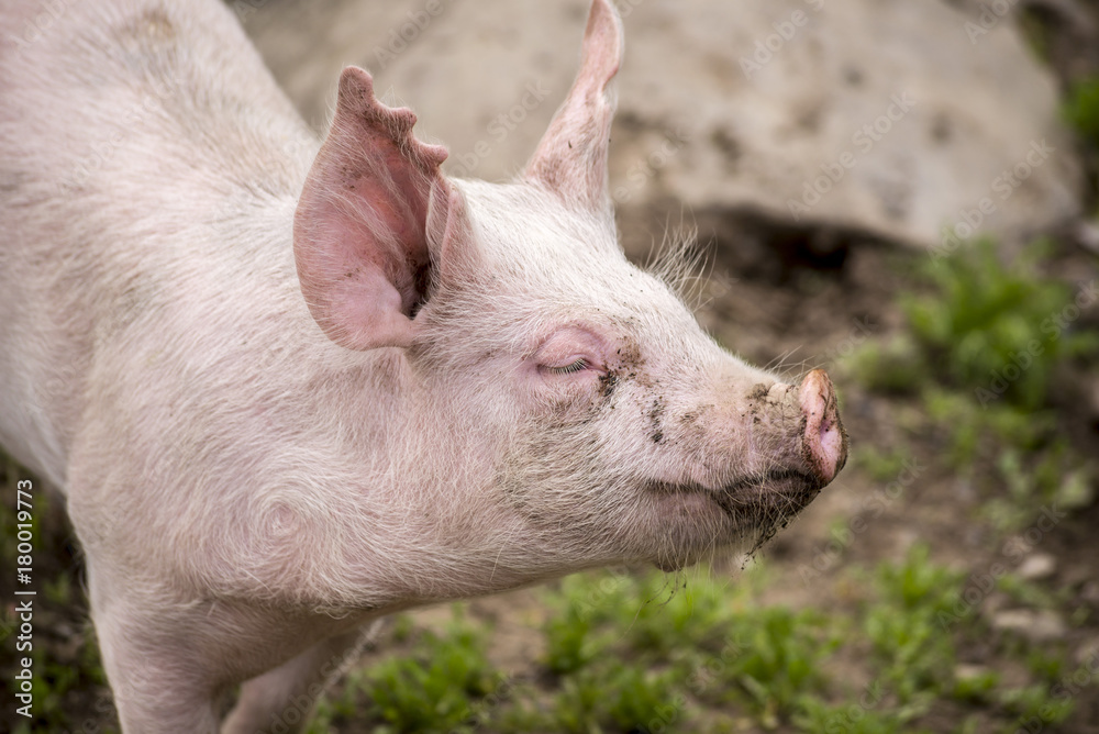 Pig in pen at farm Pig in pen at farm