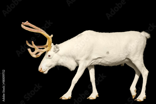 White deer is isolated on a black background
