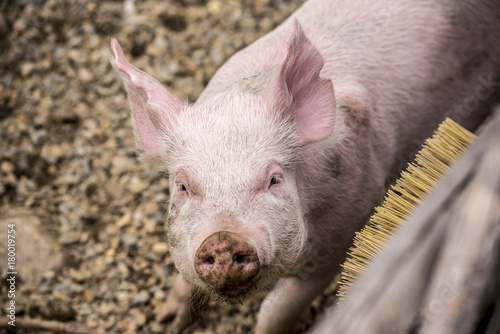 Pig in pen at farm © iluphoto