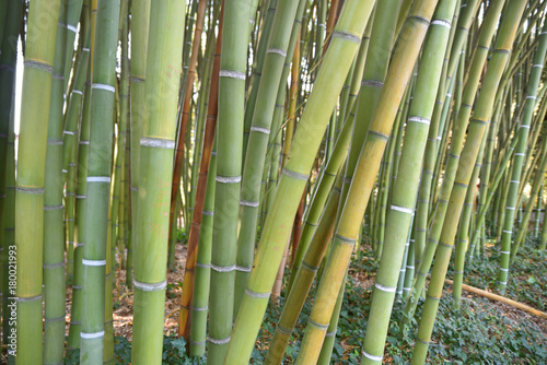 Bambous verts en été au jardin