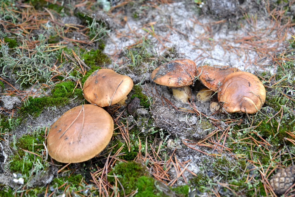 Slippery jacks (Suillus luteus (L.) Gray) grow at family in the coniferous wood Slippery jacks (Suillus luteus (L.) Gray) grow at family in the coniferous wood