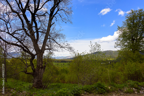 Beautiful mountain landscape in spring