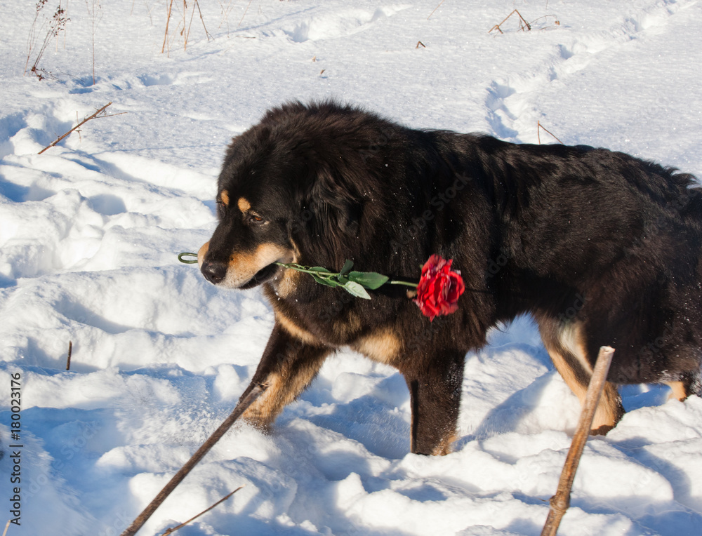 Dog breed Tibetan Mastiff is the snow with a rose in his teeth Dog breed Tibetan Mastiff is the snow with a rose in his teeth