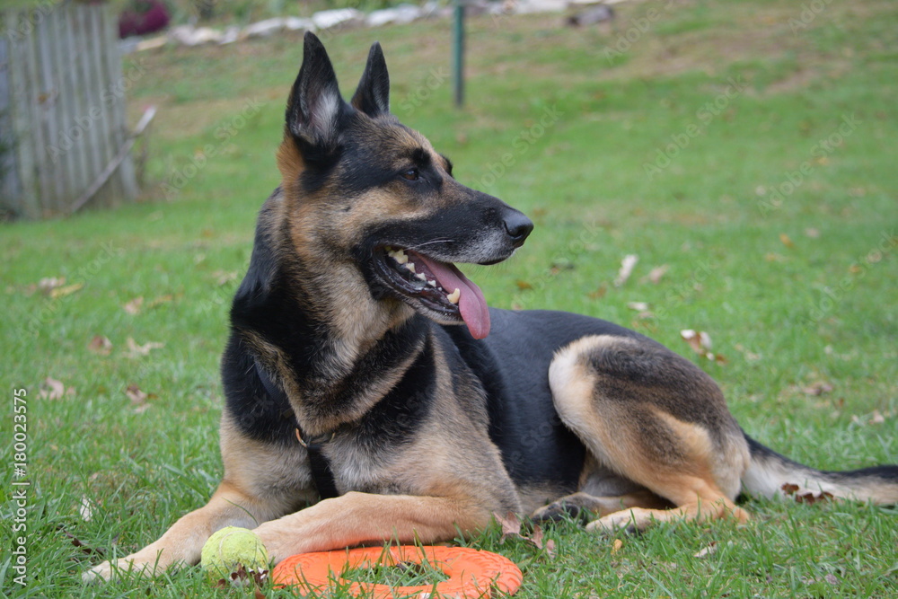 German Shepherd Dog laying in yard German Shepherd Dog laying in yard