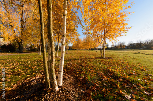 Bild auf Leinwand The birch grove in the late autumn at sunset.