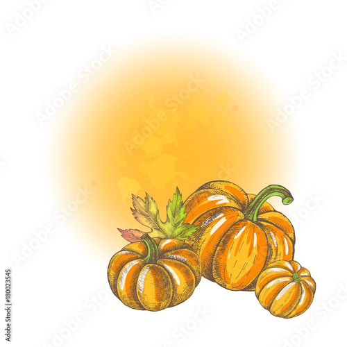 Thanksgiving Background. Greeting cards, banners, posters template. Autumn harvest elements composition with Ink hand drawn pumpkins and maple leaves. Vector illustration.
