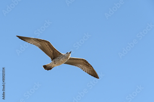 caspian gull in flight in the clear blue sky Larus cachinnans closeup