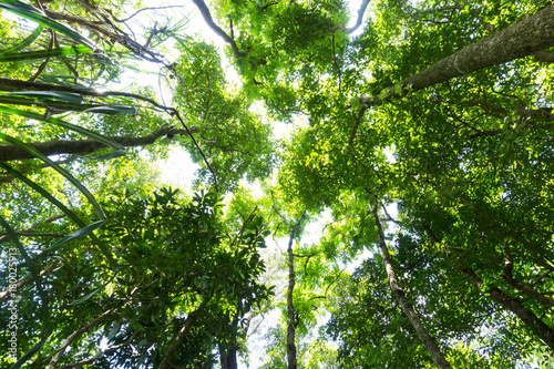 Dark rain forest