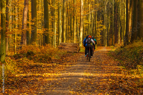 Cyclists on the forest path. Autumn in the forest. Tricity Landscape Park  Gdansk  Poland