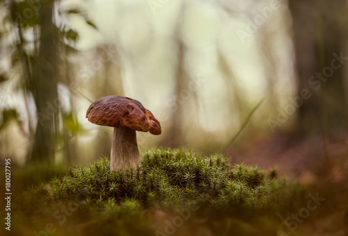 Vászonkép Cepe.Young cepe on a green hillock of a moss.