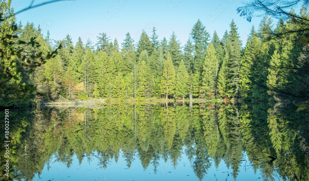 Tree and Reflection (Mundy Park Lake) - Vancouver, BC Tree and Reflection (Mundy Park Lake) - Vancouver, BC