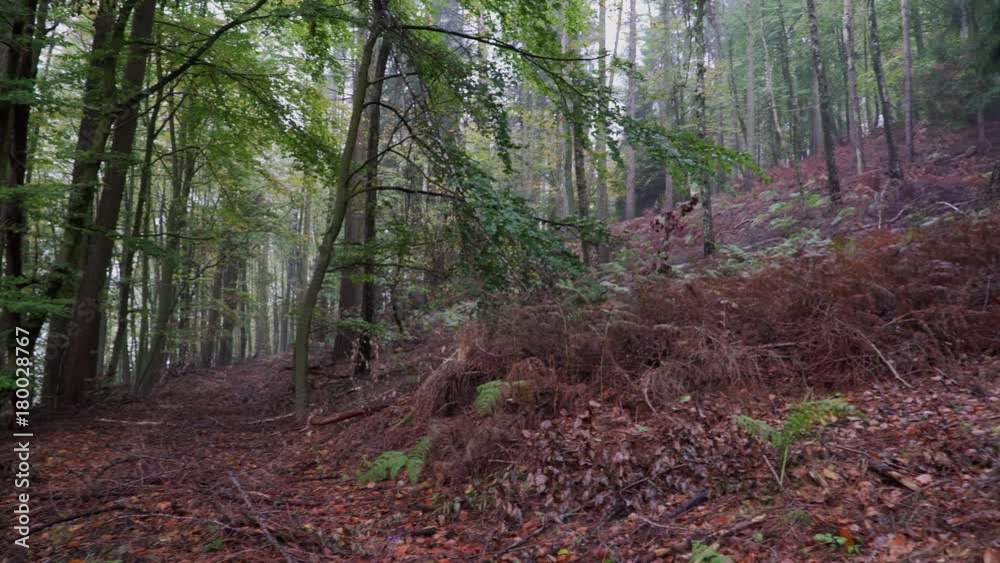 Misty Forest in West Germany, Bielefeld Misty Forest in West Germany, Bielefeld