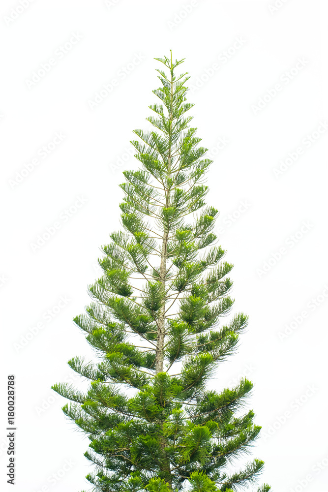 Big and green christmas tree isolated on white background with clipping path.