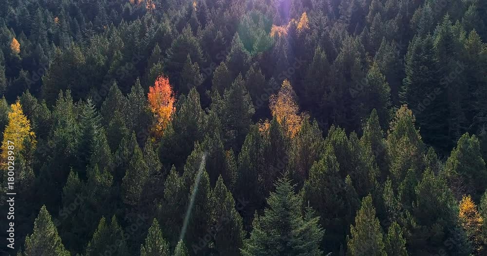 forêt en automne