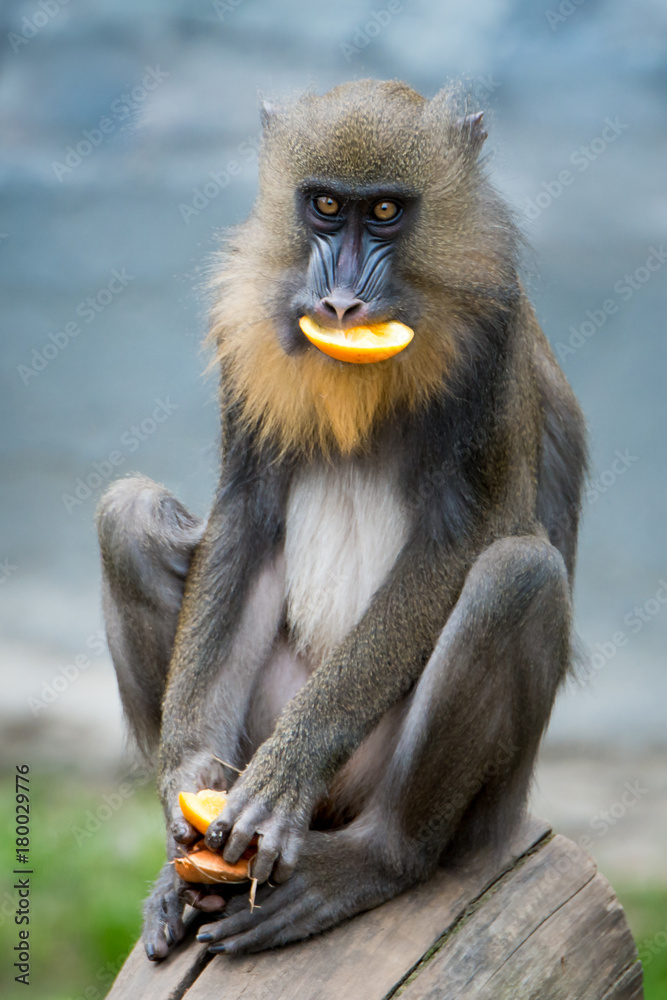 Obraz premium Mandrill VII