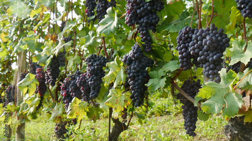 Uva per il vino Barbera nelle Langhe photo