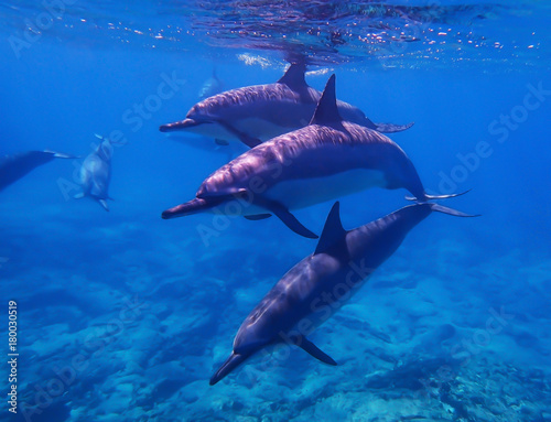 Trio of Spinner Dolphins Swim towards Camera
