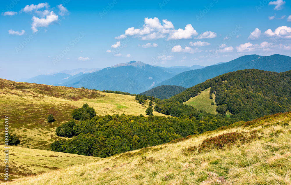 lovely mountainous landscape in summer. scenery with forested hills and grassy meadow under the blue sky with fluffy clouds