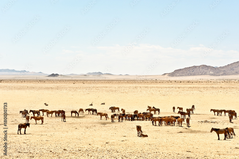 Desert Horses of Garub......