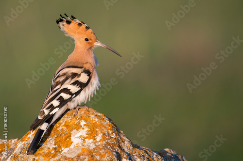 Hoopoe on a green background